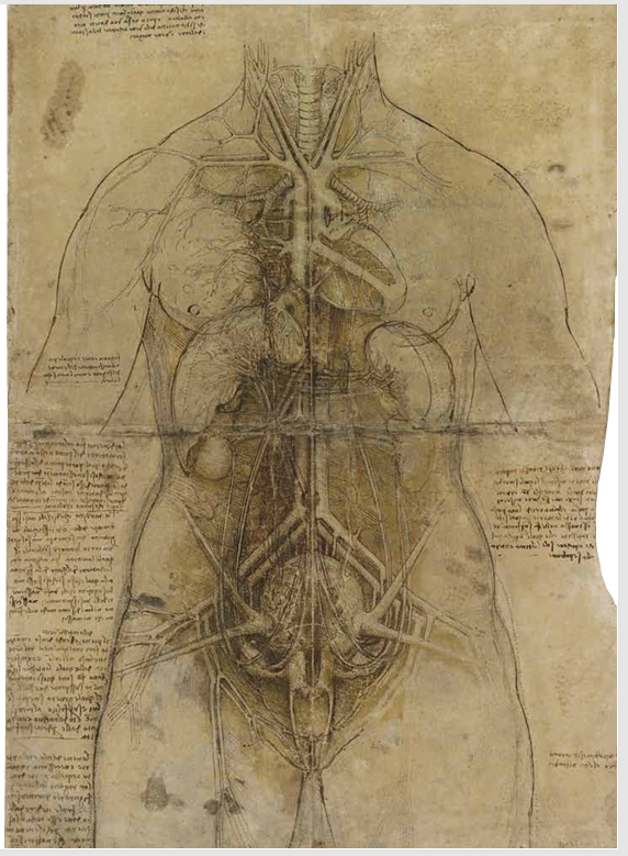 レオナルド・ダ・ヴィンチ解剖学手稿:人体全身の内臓構造を詳細に描いた図