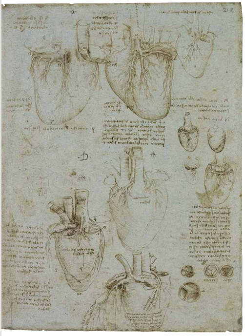 レオナルド・ダ・ヴィンチ解剖学手稿:心臓の構造と血流を描いた詳細な図