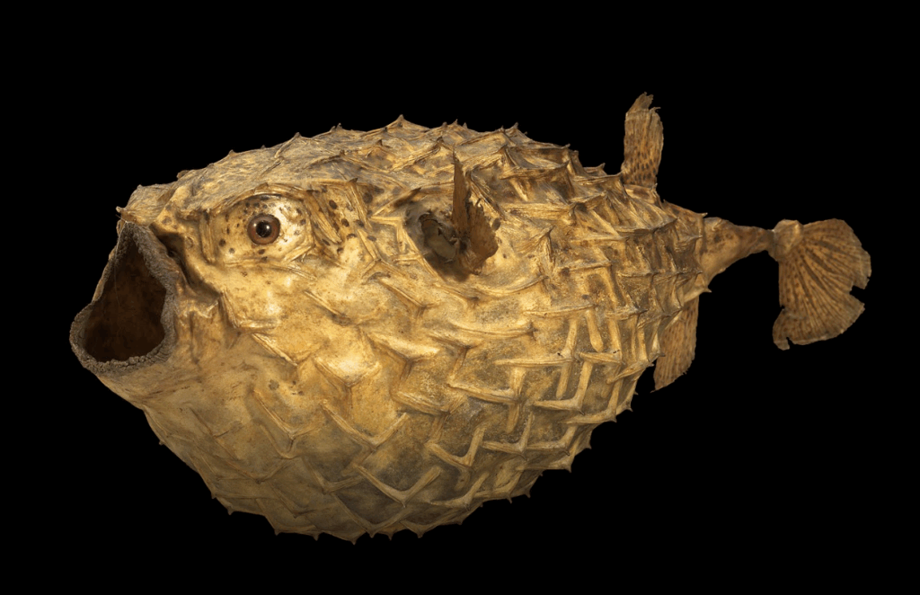 ブリューゲル『反逆天使の墜落』でモチーフとなったフグ（魚）