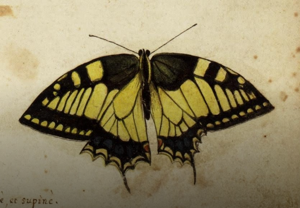 ブリューゲル『反逆天使の墜落』のモチーフとなったキアゲハ(蝶)